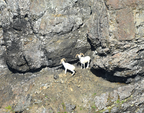 white sheep on a rocky cliff looking upwards